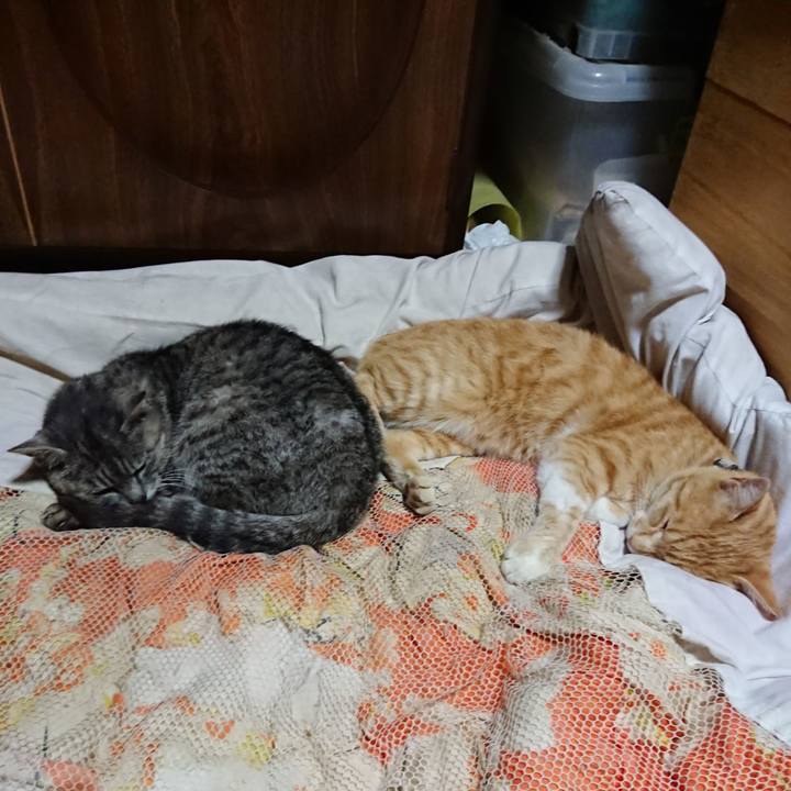 B098686c a1a0 4fda a051 5f00036f455f 1591102849089