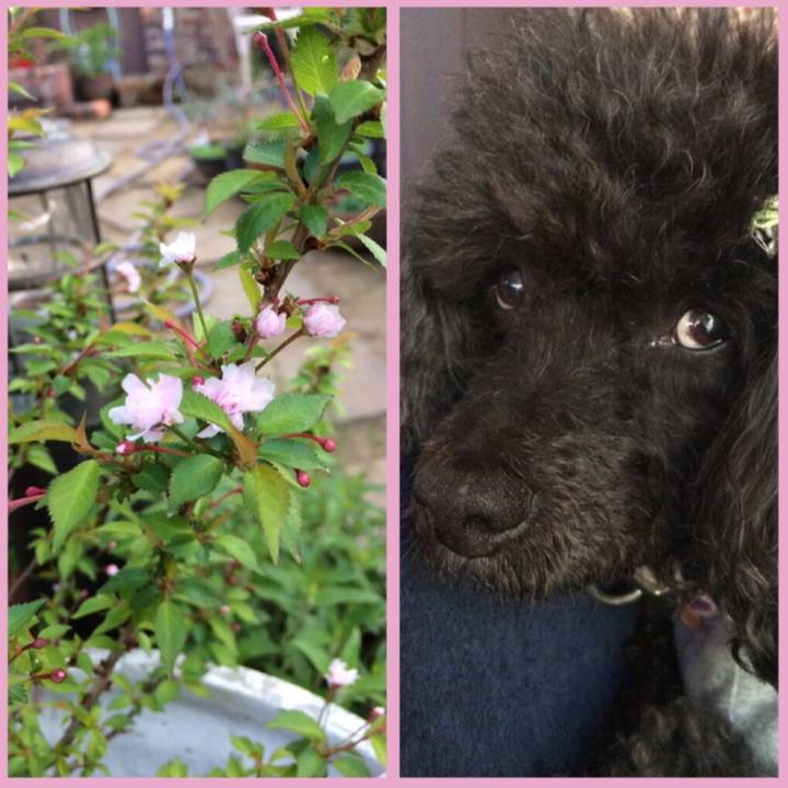 B0990550 c266 45a8 96bc 590e63e84705 1523225096248