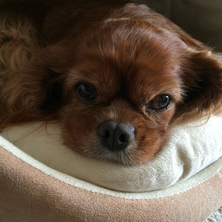 B09a56c6 d81b 40b9 a3ce 29560fc9cff5 1619310812555