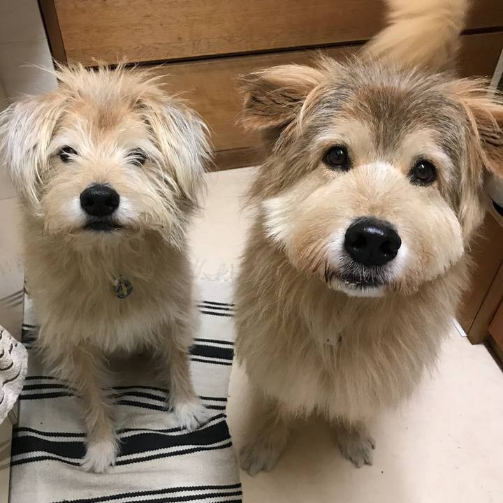 B09cf4b7 7841 4008 830d 57b60d198af4 1543589272327