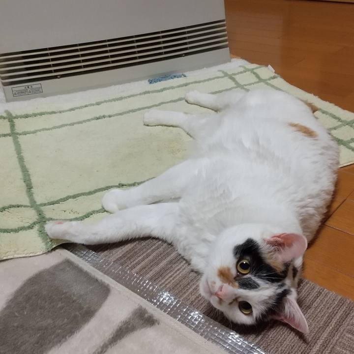 B09e1559 07bb 4dcf 9b0c 3cff63ee113a 1607853264332