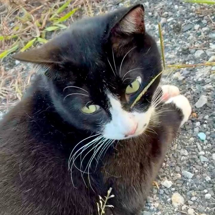 B09e3272 7dae 4794 acc0 8d8a655a9fe0 1760167986955