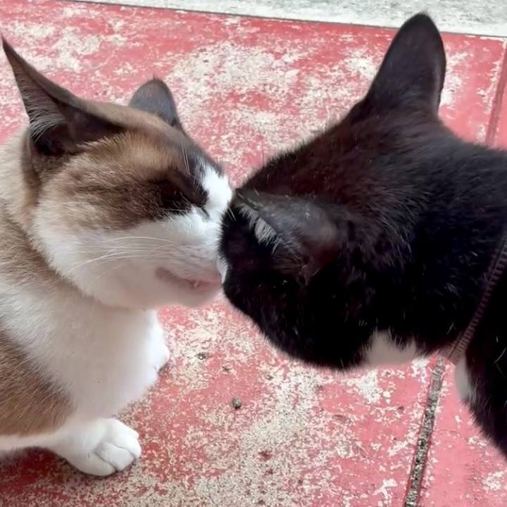 B0a194aa 32d5 4465 9278 0e3bcdf7ab9a 1747568382810