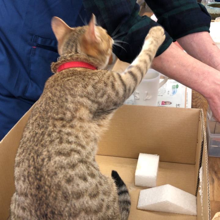 B0a1e258 4b77 4adc 9ef6 87fb28bd3642 1584779731738