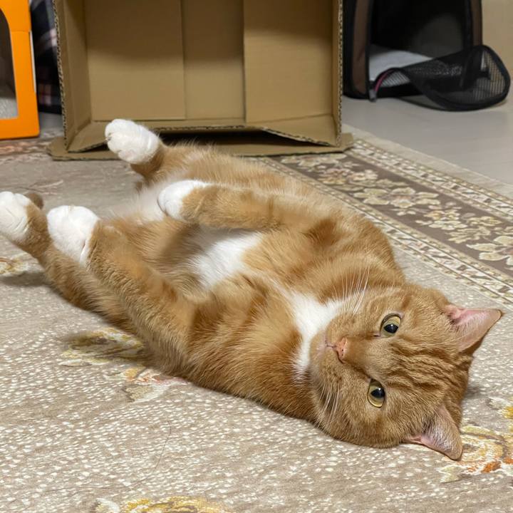 B0a36fac 1794 4077 87fb d9d45fa957d9 1607952840835