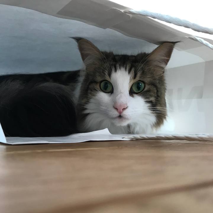 B0a3cf6c d60a 4a49 aed2 8c62af3ae300 1531735161859