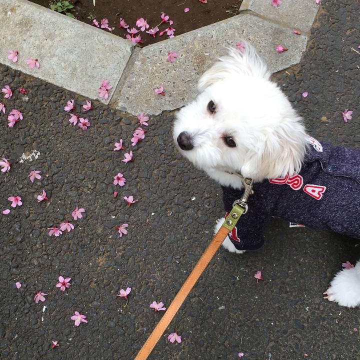 B0a638ce 763d 4f4e a4a0 3b0708a423ec 1552220385623