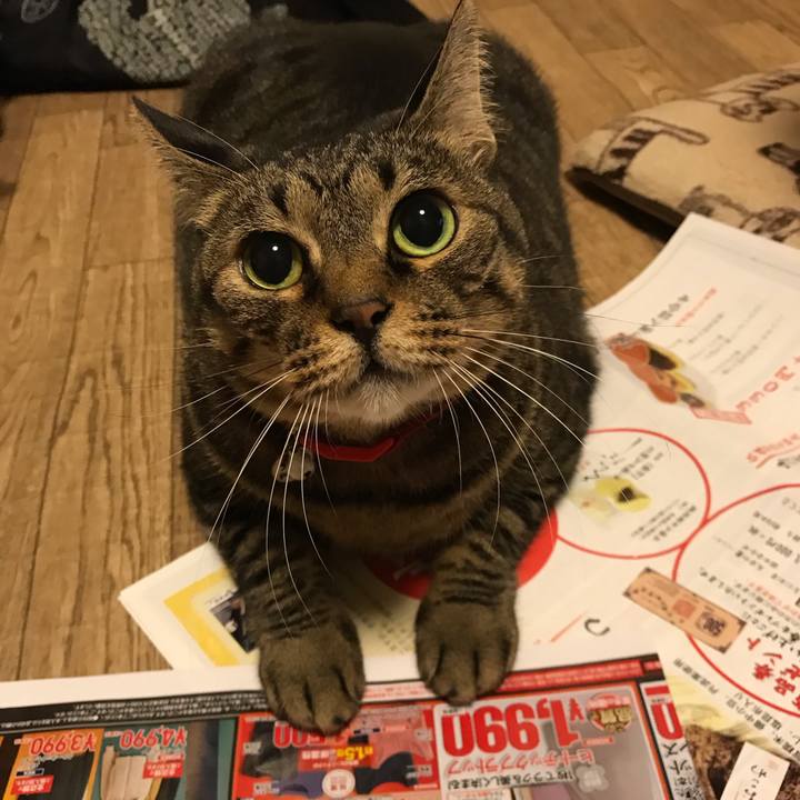 B0a873eb fa0f 4ea4 bdf2 53d0ef2f2d8d 1540680852855