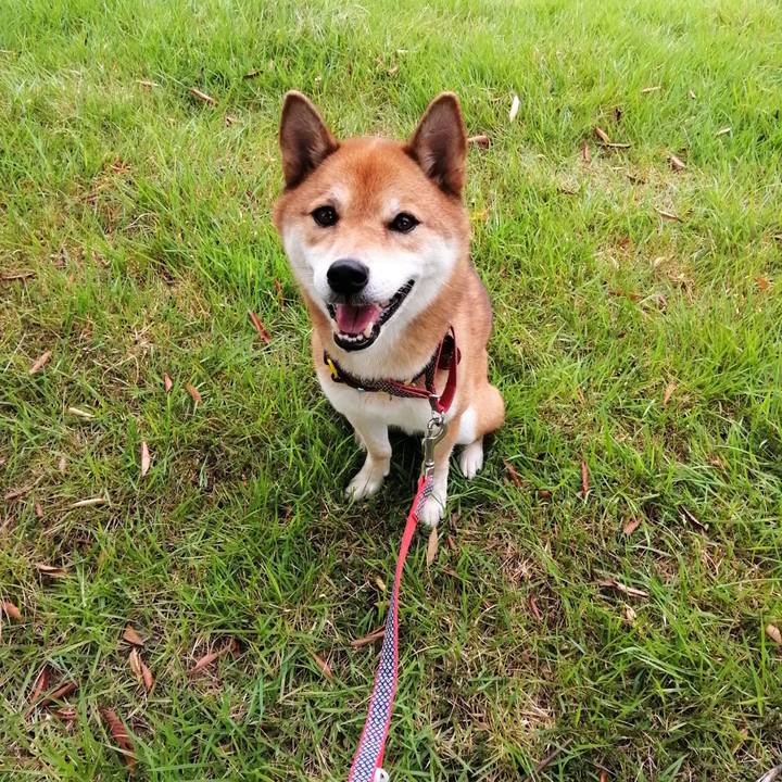 B0a9aa0d df5f 419c bf31 d147866ad758 1598134789412