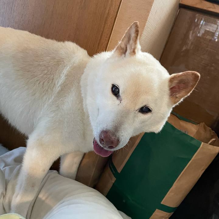 B0ae0690 2138 4a9b 9730 8f4a2e71bdcb 1634295286397