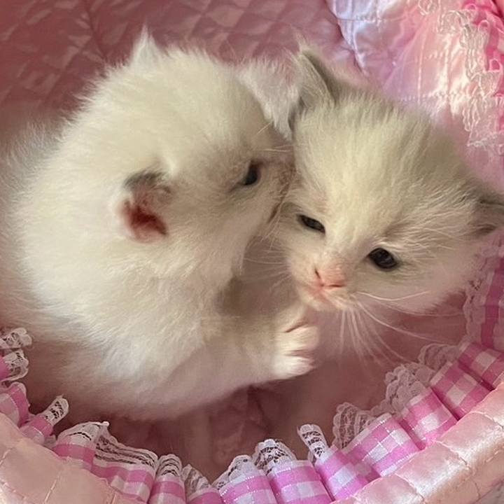 B0af9000 a994 4b54 8ab9 68cc1db56cb5 1749980660609