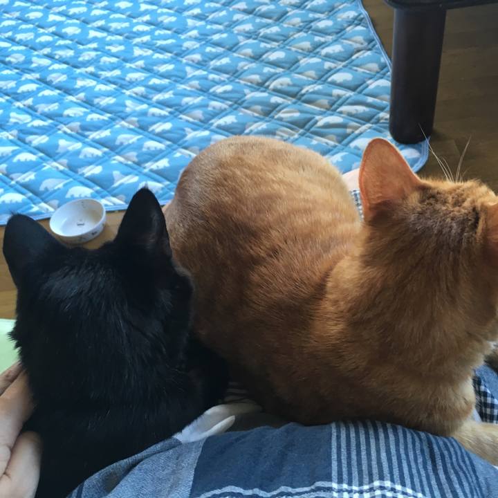 B0b2c176 c774 487c b635 f41e50803e5b 1533542127100