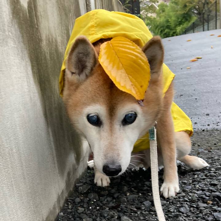 B0b58d2a b4f8 4d84 a100 b85c1acfff3e 1761380931851