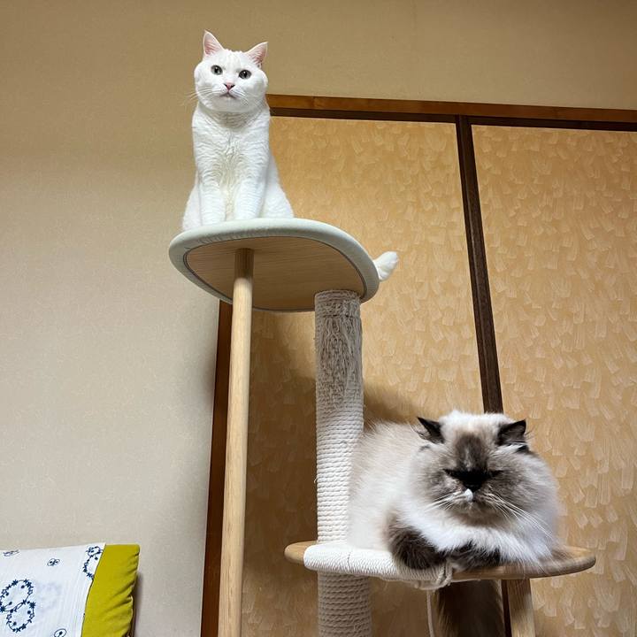 B0b70687 f770 49c4 88c6 d54acd77ac41 1729607663473