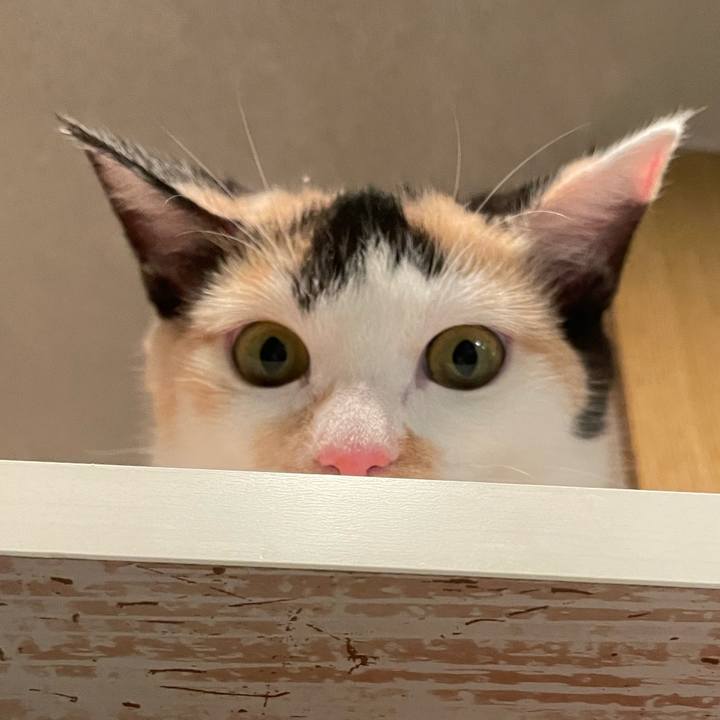 B0b99977 2de7 4c8c 81c5 3c636671a51a 1665879154898