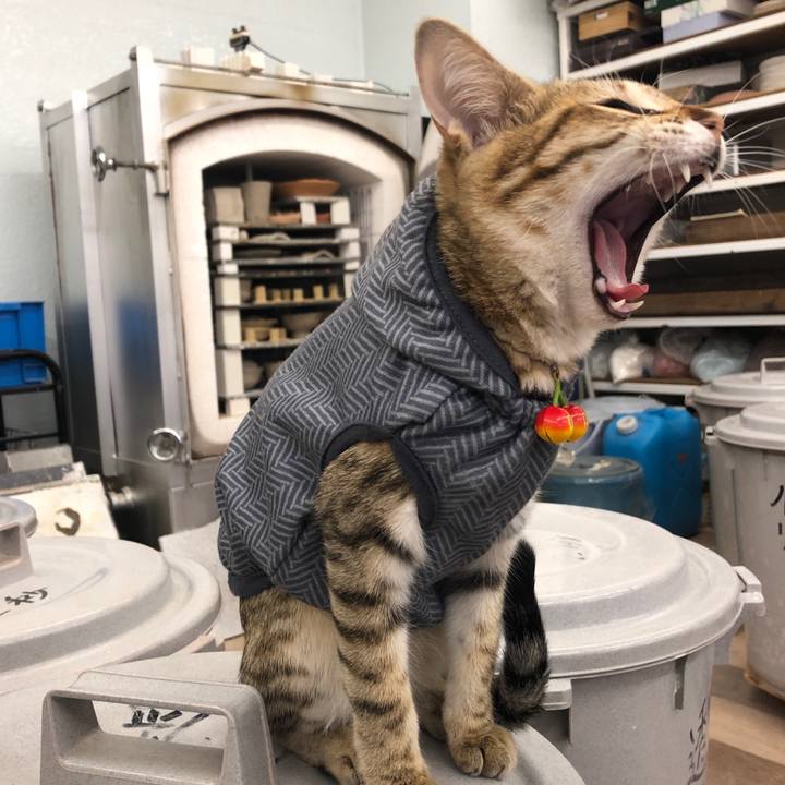 B0ba6bac 9924 4a54 8a3c bea72958c637 1579141249640