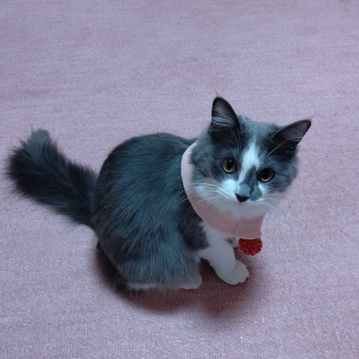 B0bae8ac 0f6d 4810 8dce ce6a71be7122 1573882134575