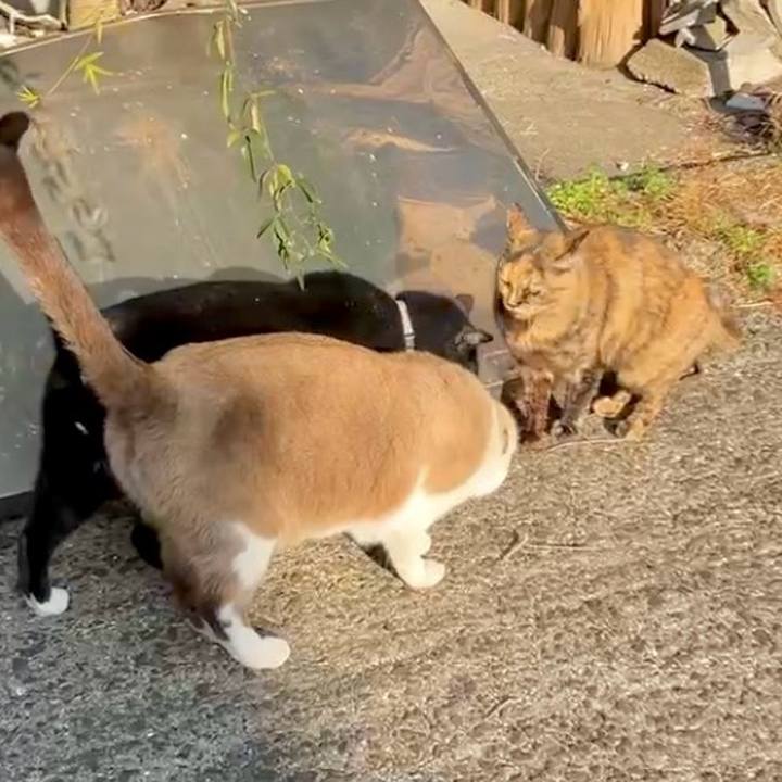 B0c0ab16 b5f1 4c53 b843 47fdc86b3824 1735802295369