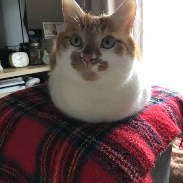 B0c3256c df0c 4683 9b80 01c3b807c495 1520727246192