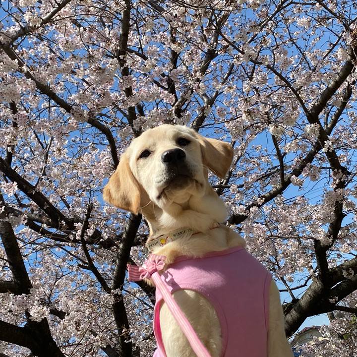 B0c4523a 3151 4ef2 ace9 7f8e30aa7081 1616829892237