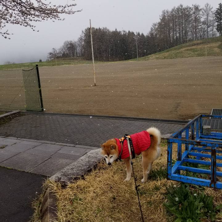 B0c81ca3 b921 4d06 b37d 790b6f67f9c7 1617947733651