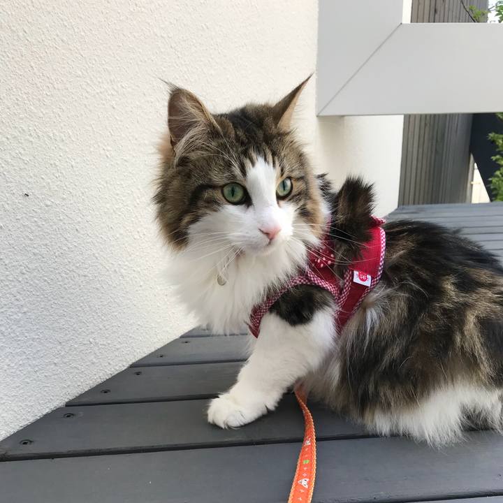 B0c92521 0439 4714 84b4 f6d01f0dc5b6 1524371854891