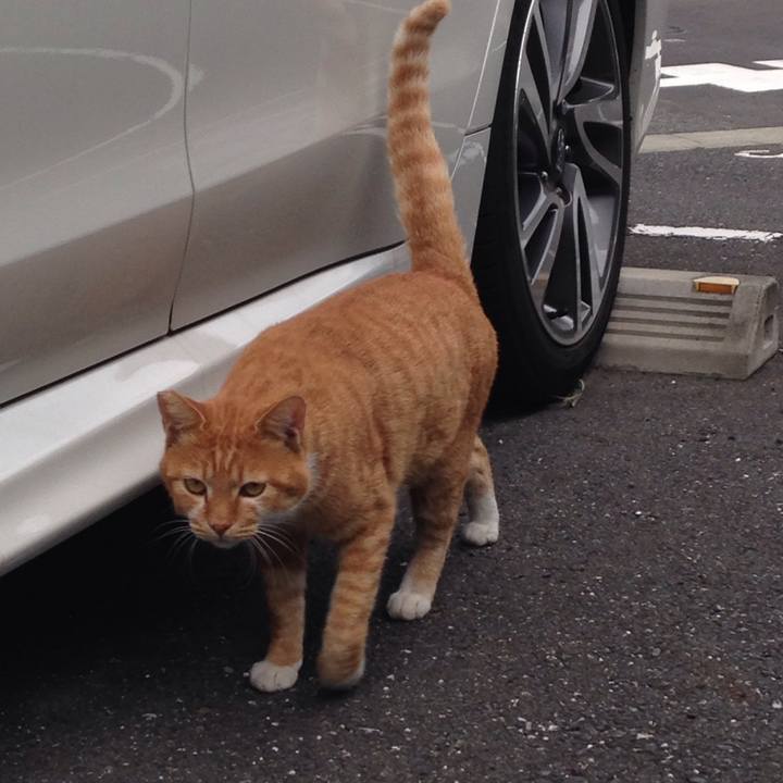 B0cb4bab 37a3 48cc 8484 aa1ab5eeae5d 1509439492075