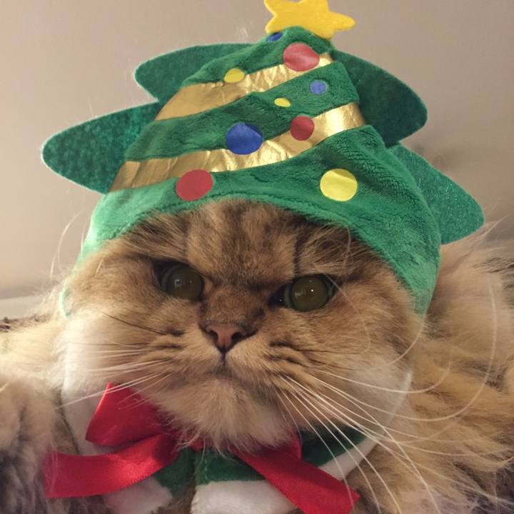 B0cb9a3b e7a5 4e0c af6e 28aee7bf2141 1511272211378