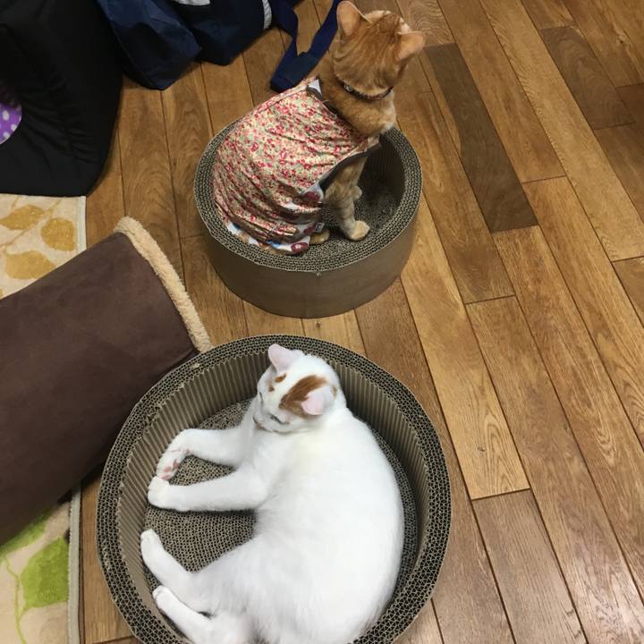 B0cf3948 8e55 4797 938d 5724fe3952e0 1517487931502