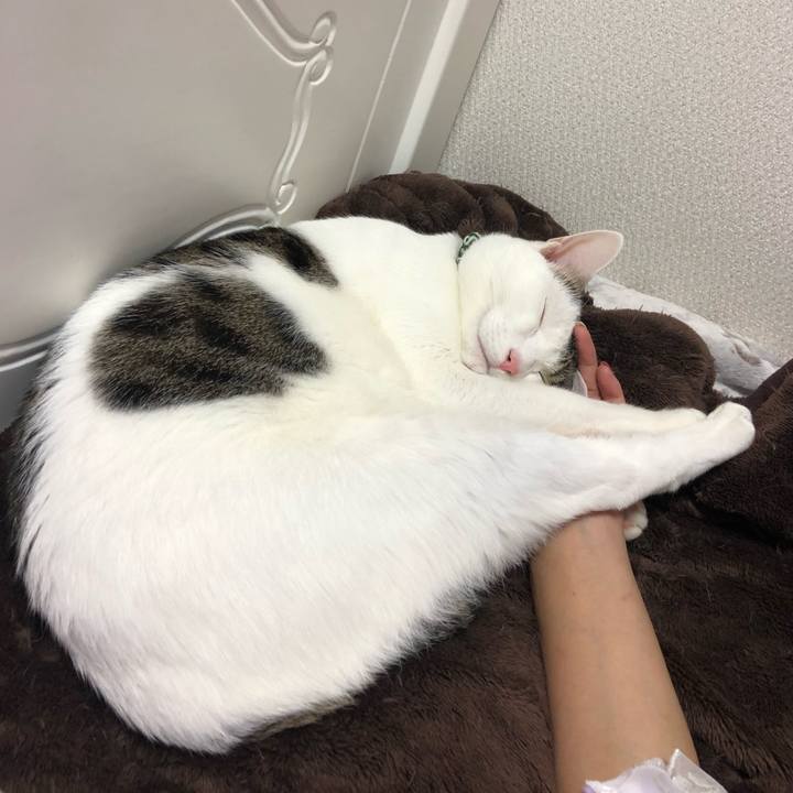 B0cf649a 3e4e 4933 b686 8e43de9f9867 1540736640965