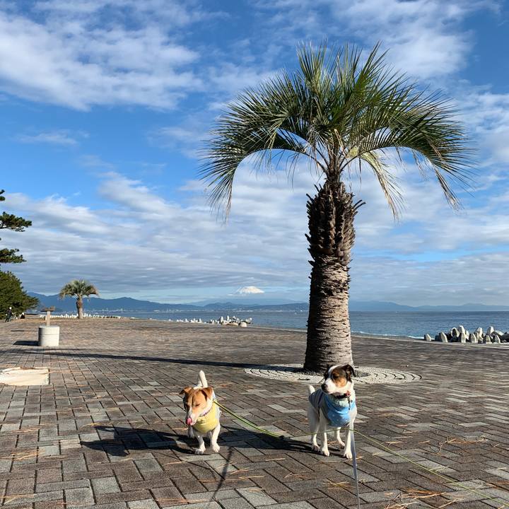 B0d55b4f 7de1 42c7 8f98 9aac468dd07a 1577504134871