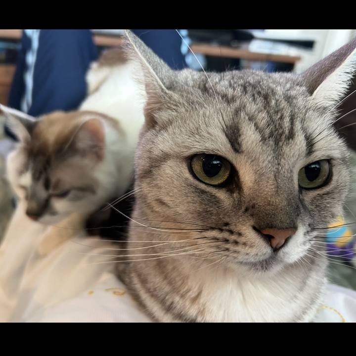 B0dfb2bf ae6b 43c9 a0cd a06ea7c143a3 1748663249522