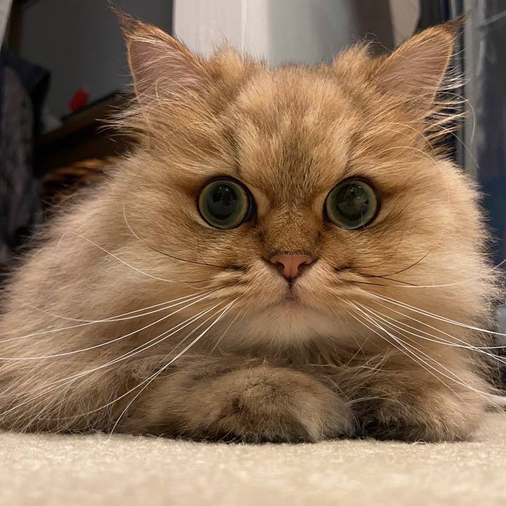 B0e66e68 038b 4877 bb6a 4637f121b7db 1591242118676