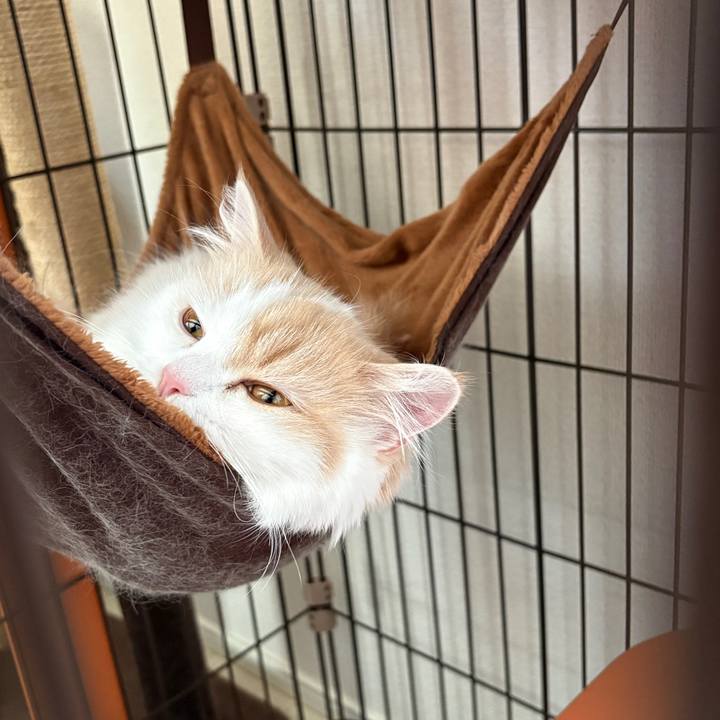 B0e768af 2862 4b3b 863b ff43e8cc20d4 1758853729506