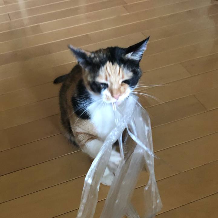 B0e98d35 1ca0 4c71 bdc2 83931e6b1fea 1560992684323