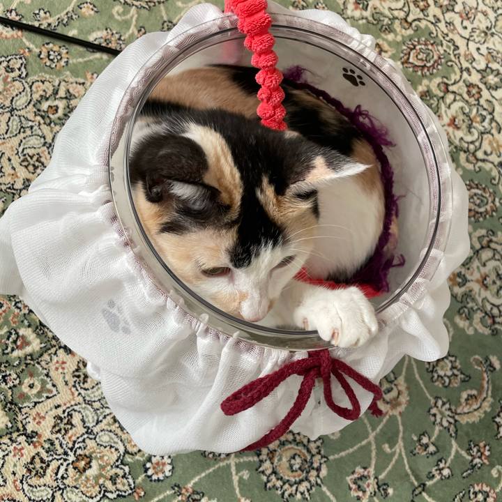 B0e9a3c6 166e 4f52 a9c6 8c2706037489 1721692714483