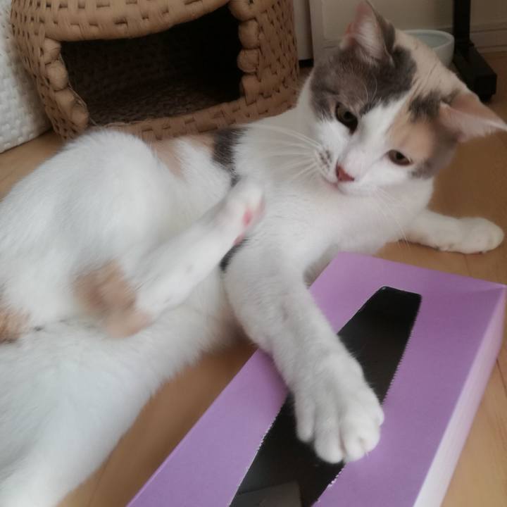 B0ec0a64 e808 41e5 9a71 22e786cb7e38 1539658471784