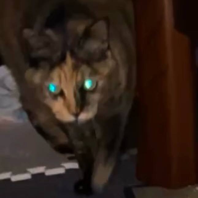 B0ef627e cf4a 44a0 9732 9d1453ed88a5 1734773769117