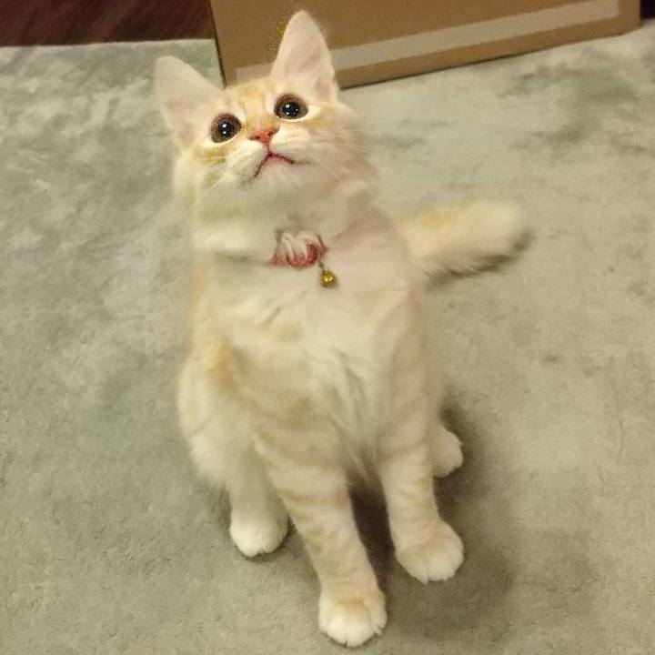 B0f6656c 0100 4185 8528 feab767e99aa 1609850723587