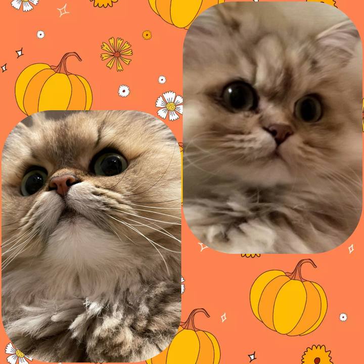 B0f765da a4c7 4cb0 b86d 57837efc99f1 1666490031997