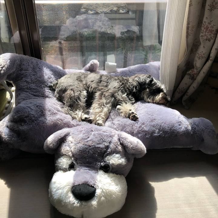 B0fc7fa7 ba11 43d4 82c5 549227349c2b 1613381789769