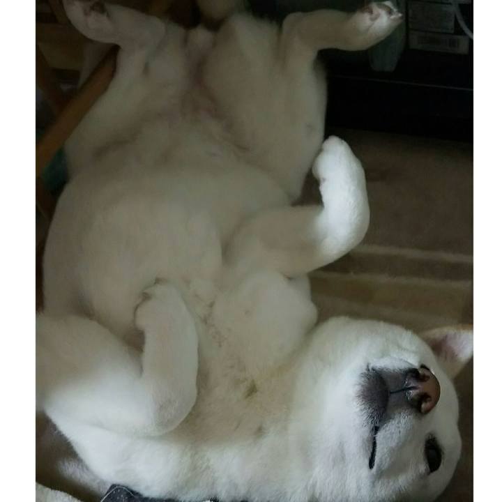 B0fd13a2 2f69 487c affc c7c7fd0e287b 1525309872236