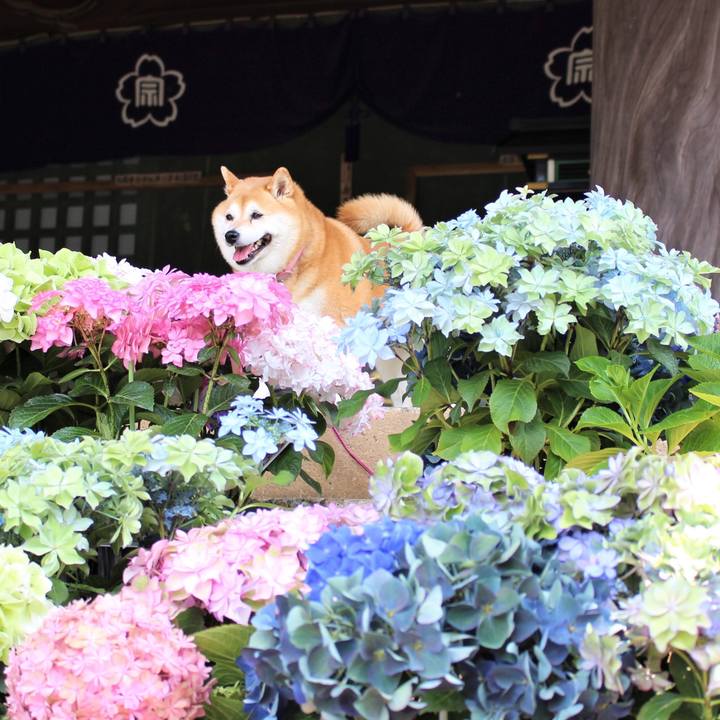 B0fe4645 29a0 49cb 82fd 7b638efdce01 1623480006282