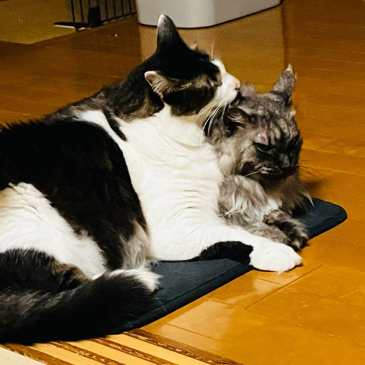 B0ff3905 488f 413a a651 c847e9d49456 1751068184915