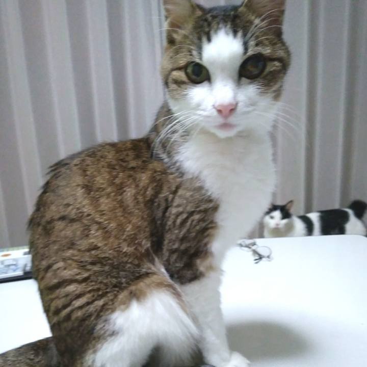 B0ff6580 83e9 48b5 91cf df4c00bb3310 1548156202646