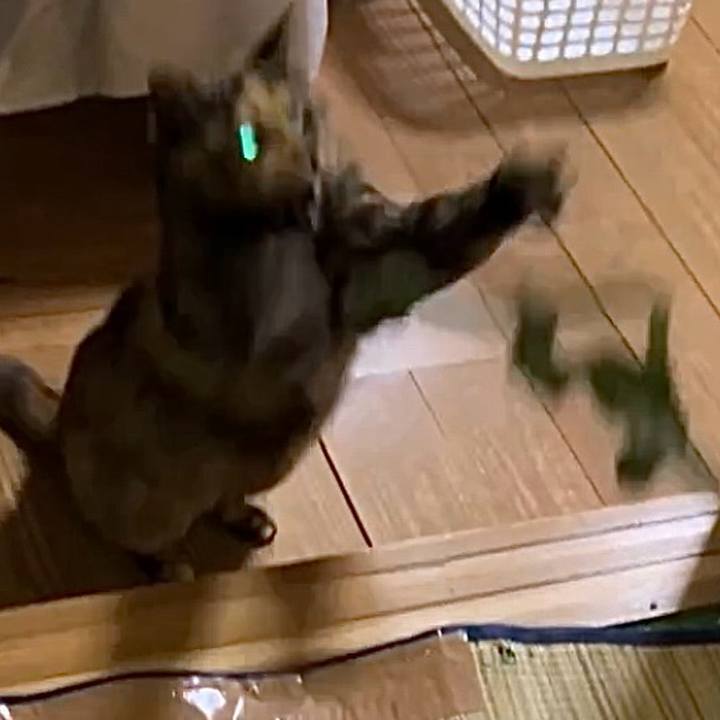 B103c375 7f50 4273 9d80 12c59b4d94c8 1738700439451