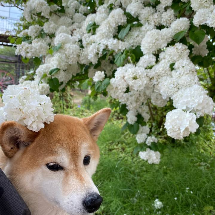 B1067a25 4063 4501 b8c7 43e84e29d81f 1621171320751