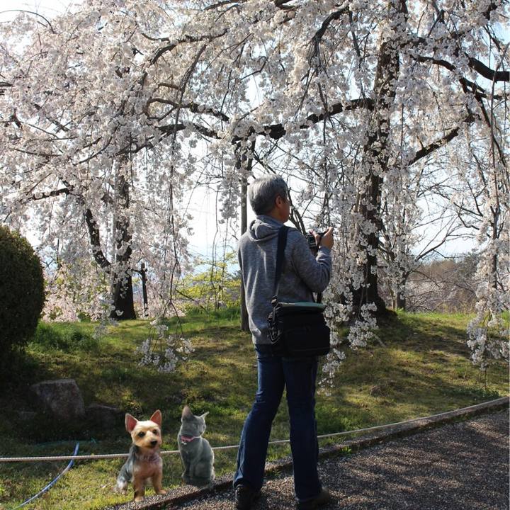 B10ff28b ccfe 4af9 91d0 c4679c044dd3 1554548460473