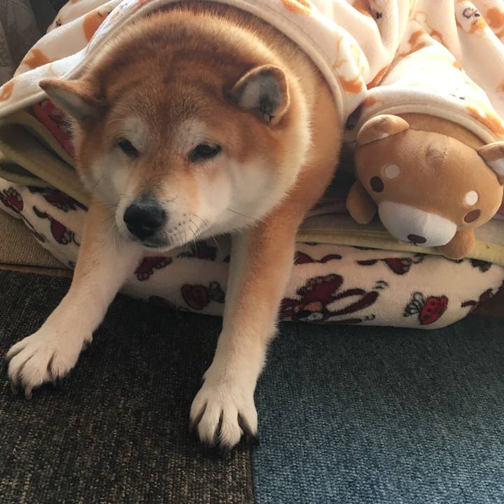 B115b1f2 8f86 4a69 b3f1 9ffce4f57a04 1611013437901