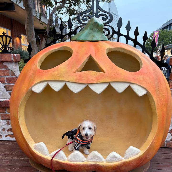 B1168ba7 803f 4f42 af14 dee09f7a15ee 1760274918537